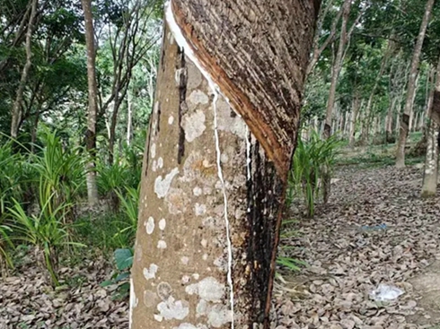 ᭇ݆̥eOЄӣ֧l(xing)ɳm(x)l(f)չ